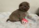Scottish Fold Cats for sale in Calabasas, CA, USA. price: NA