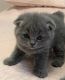 Scottish Fold Cats for sale in Lansing, MI 48930, USA. price: $500