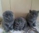 Scottish Fold Cats for sale in Clinton St, New York, NY, USA. price: NA