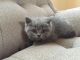Scottish Fold Cats for sale in Des Moines, IA 50306, USA. price: $500