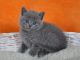 Scottish Fold Cats for sale in Richmond, VA, USA. price: $500
