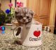 Scottish Fold Cats for sale in Lighthouse Point, FL, USA. price: $800