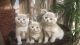 Scottish Fold Cats for sale in Spring Mill, KY 40228, USA. price: $500