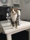 Scottish Fold Cats for sale in Jackson, MS 39206, USA. price: $500
