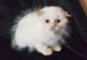 Scottish Fold Cats for sale in Cookeville, TN, USA. price: $1,500