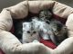 Scottish Fold Cats for sale in Charleston, SC, USA. price: NA