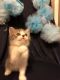 Scottish Fold Cats for sale in Baltimore, MD, USA. price: NA