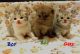 Scottish Fold Cats for sale in New Caney, TX 77357, USA. price: NA