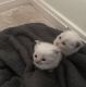 Scottish Fold Cats for sale in Grand Rapids, MI, USA. price: $500