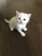 Scottish Fold Cats for sale in Worcester St, Framingham, MA, USA. price: $500