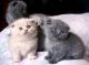 Scottish Fold Cats for sale in Cullman Rd, Alabama 35016, USA. price: NA