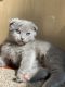 Scottish Fold Cats for sale in Huntington, NY, USA. price: $1,200
