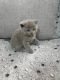 Scottish Fold Cats for sale in Ann Arbor, MI, USA. price: $500