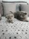 Scottish Fold Cats for sale in Kansas City, MO, USA. price: NA