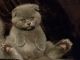 Scottish Fold Cats for sale in Fargo, ND, USA. price: $500