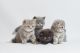Scottish Fold Cats for sale in Richmond, VA, USA. price: $500