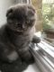 Scottish Fold Cats for sale in Milwaukee, WI, USA. price: $500