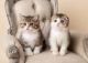Scottish Fold Cats for sale in Trenton, NJ, USA. price: $500