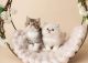 Scottish Fold Cats for sale in Manchester, NH, USA. price: NA