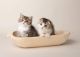 Scottish Fold Cats for sale in Sioux Falls, SD, USA. price: NA