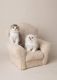 Scottish Fold Cats for sale in Jackson, MS, USA. price: $500