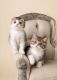 Scottish Fold Cats for sale in Tulsa, OK, USA. price: $500