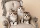 Scottish Fold Cats for sale in San Francisco, CA, USA. price: NA