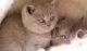 Scottish Fold Cats for sale in Little Rock, AR, USA. price: NA