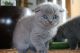 Scottish Fold Cats for sale in Providence, RI, USA. price: $500