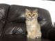 Scottish Fold Cats for sale in Lancaster, PA, USA. price: $850