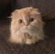 Scottish Fold Cats for sale in Fort Lauderdale, FL, USA. price: $300