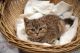 Scottish Fold Cats for sale in Southampton, MA 01073, USA. price: $1,000