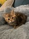 Scottish Fold Cats for sale in Houston, TX, USA. price: NA
