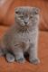 Scottish Fold Cats for sale in Odessa, TX, USA. price: NA