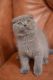 Scottish Fold Cats for sale in Longmont, CO, USA. price: NA