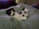Scottish Fold Cats for sale in Thomasville, NC 27360, USA. price: $400