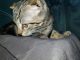 Scottish Fold Cats for sale in Thomasville, NC 27360, USA. price: NA