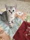 Scottish Fold Cats for sale in Philadelphia, PA, USA. price: $400