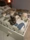 Scottish Fold Cats for sale in Fort Lauderdale, FL, USA. price: $500