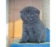 Scottish Fold Cats for sale in 02906 Sereno Ln, Fort Worth, TX 76244, USA. price: NA