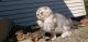 Scottish Fold Cats for sale in Philadelphia, PA, USA. price: $800