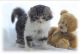 Scottish Fold Cats for sale in San Jose, CA, USA. price: $1,400