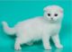 Scottish Fold Cats for sale in San Jose, CA, USA. price: $1,400