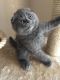 Scottish Fold Cats for sale in Helena, MT, USA. price: NA