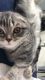 Scottish Fold Cats for sale in Knoxville, TN, USA. price: $1,500