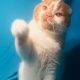 Scottish Fold Cats for sale in Scarsdale, NY 10583, USA. price: NA