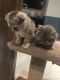 Scottish Fold Cats for sale in Feasterville-Trevose, PA 19053, USA. price: $650