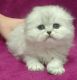 Scottish Fold Cats for sale in Bayville, NJ 08721, USA. price: NA