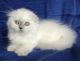 Scottish Fold Cats for sale in Dublin, OH, USA. price: $1,650