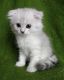 Scottish Fold Cats for sale in Dublin, OH, USA. price: $1,500